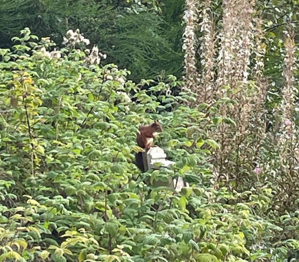 Willa Tawny Owl Pod With Hot Tub Oban Zewnętrze zdjęcie